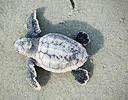 For hatchling sea turtles, foot-sand interaction is vital.
