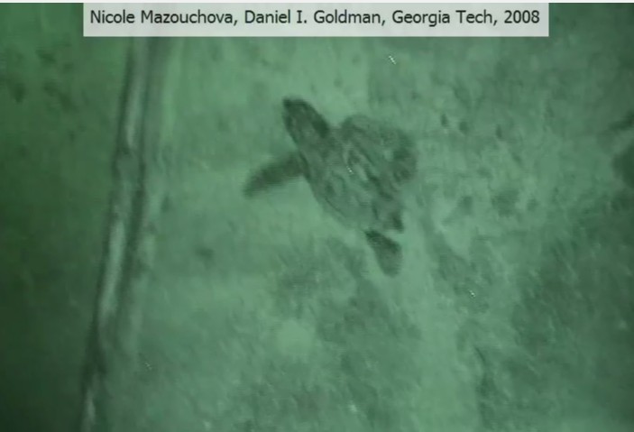 turtlemovei1